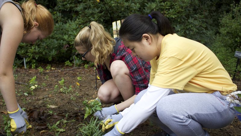 Students pulling weeds at Tyler Arboretum.