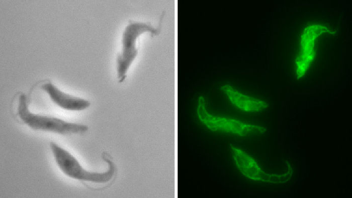 Mitochondrial Research 