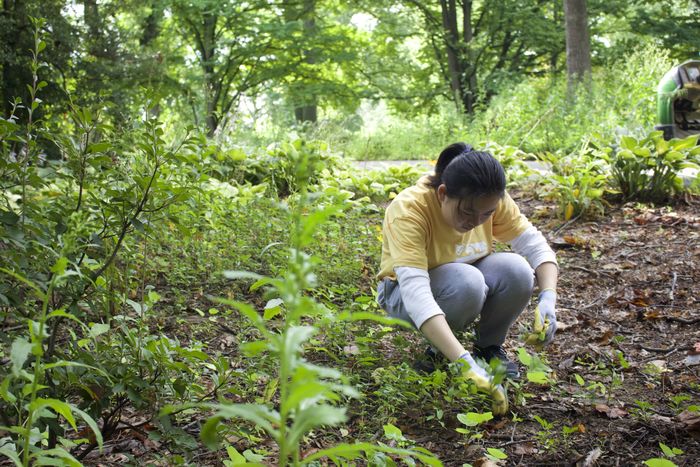 Students pulling weeds at Tyler Arboretum.