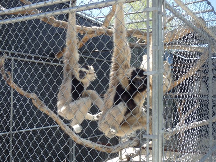 Pileated Gibbons