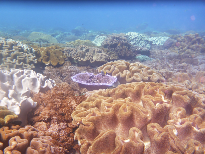 Coral reefs at the bottom of the ocean