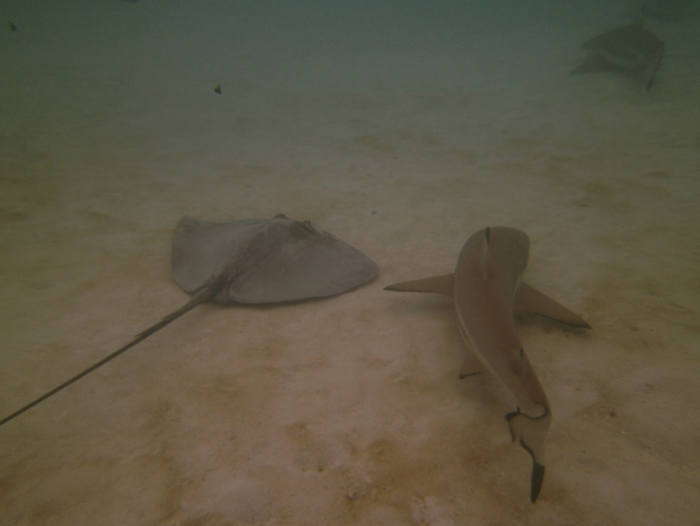 Stingray and sand shark swimming at the bottom of the ocean