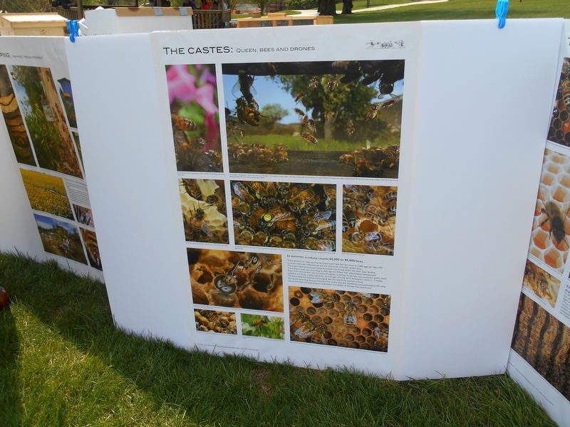 Posters with Bee information