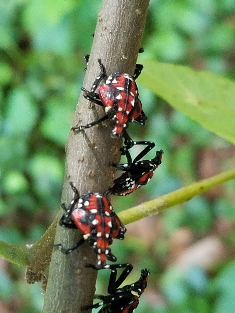 Spotted Lanternfly