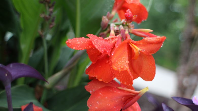 Example of a plant in Penn State Brandywine's garden.