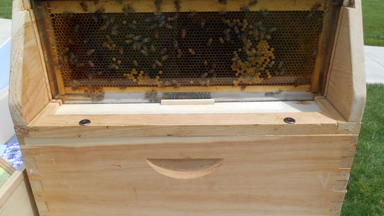 Bee Cage