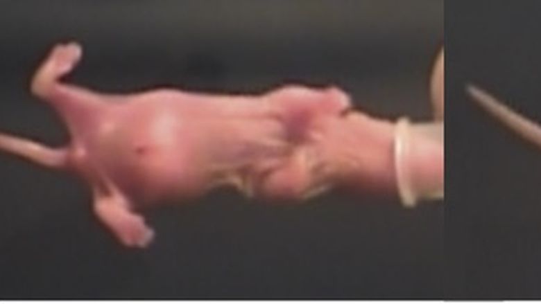 Rat pups crawling