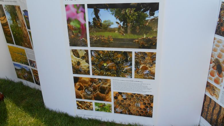 Posters with Bee information
