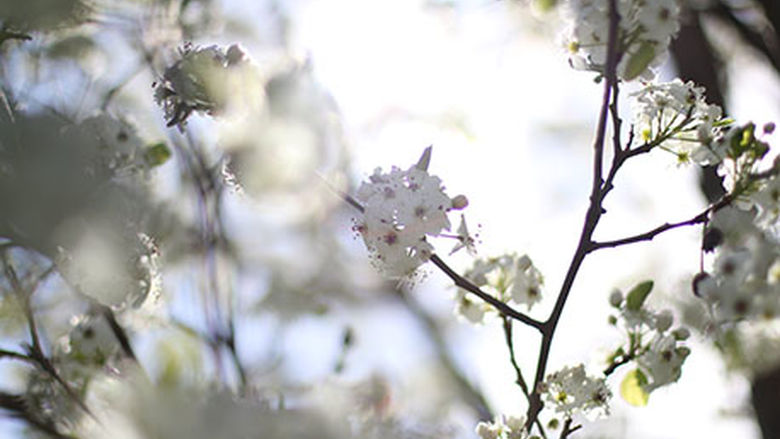 Flowering Tree
