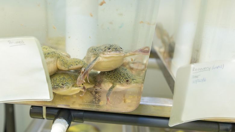 African Clawed Frog