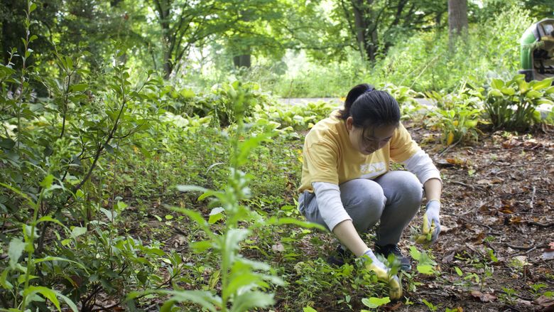 Students pulling weeds at Tyler Arboretum.