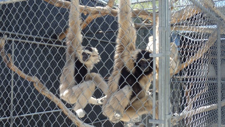 Pileated Gibbons