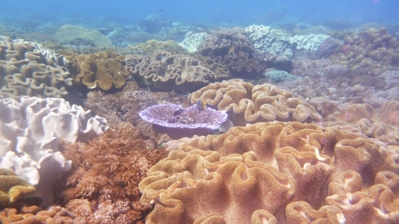 Coral reefs at the bottom of the ocean