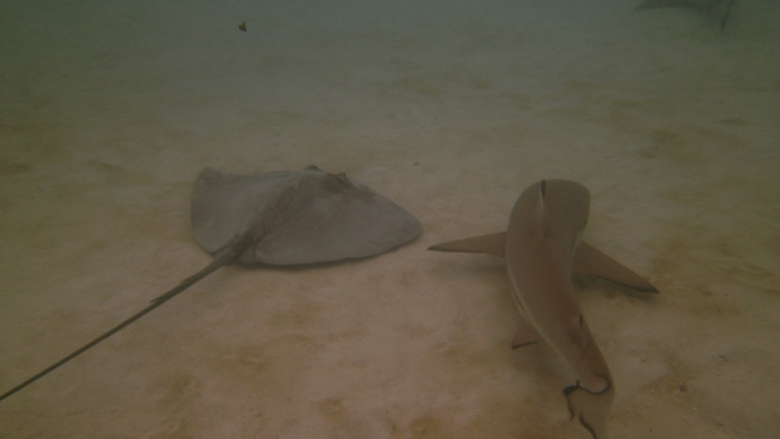 Stingray and sand shark swimming at the bottom of the ocean
