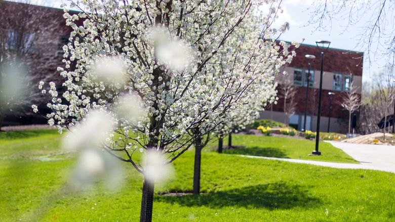 Blooming tree on campus