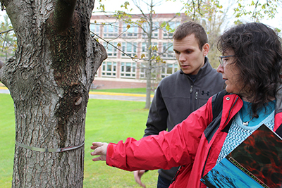 Guertin and Fridman check tree growth