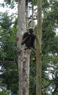 A gibbon in a tree